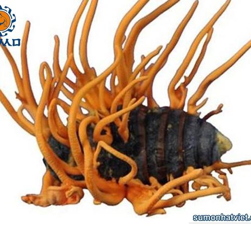 Đồng trùng hạ thảo nguyên con