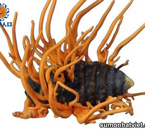 Tác dụng tuyệt vời của Đông trùng hạ thảo
