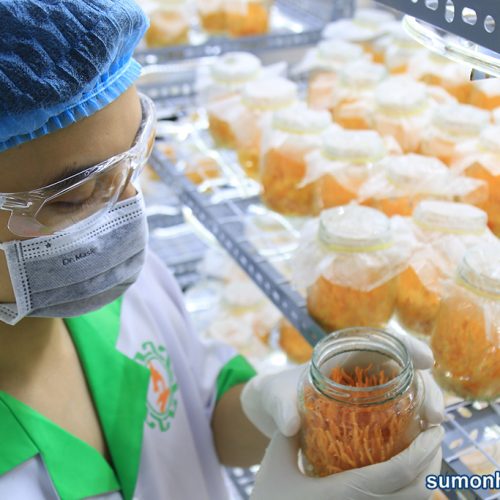 Nuôi cấy đông trùng hạ thảo trong phòng thí nghiệm