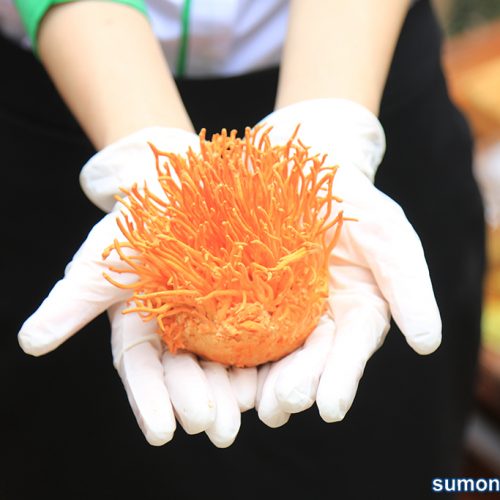 Đông trùng hạ thảo Sumo