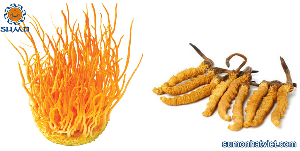 Đông trùng hạ thảo nguyên con
