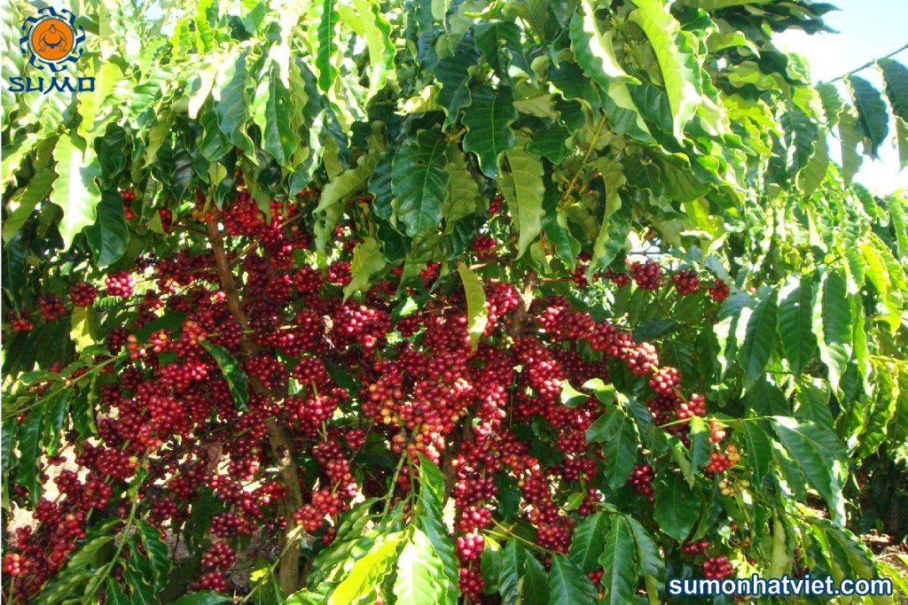 Cây cà phê chín đỏ