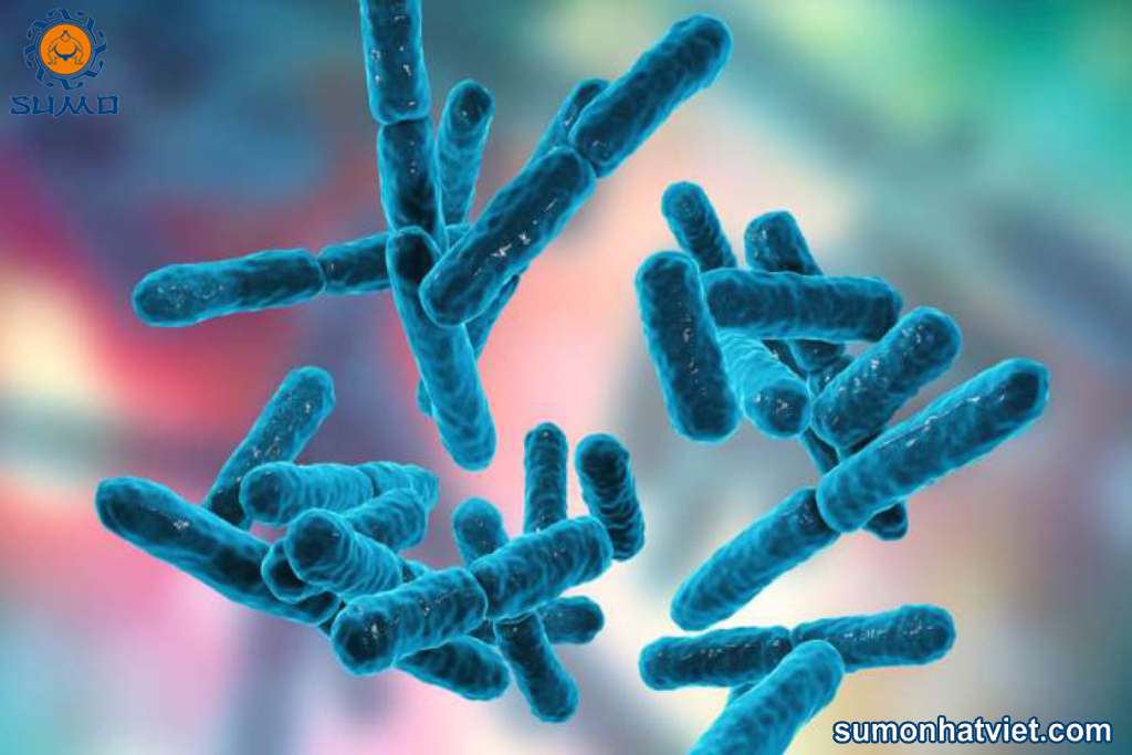Probiotic trong chế phẩm vi sinh cho chăn nuôi