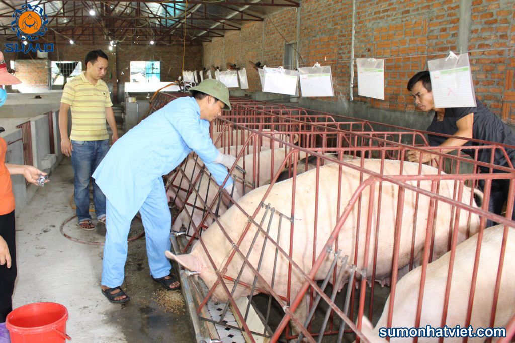 Tiêm phòng vacin cho đàn lợn