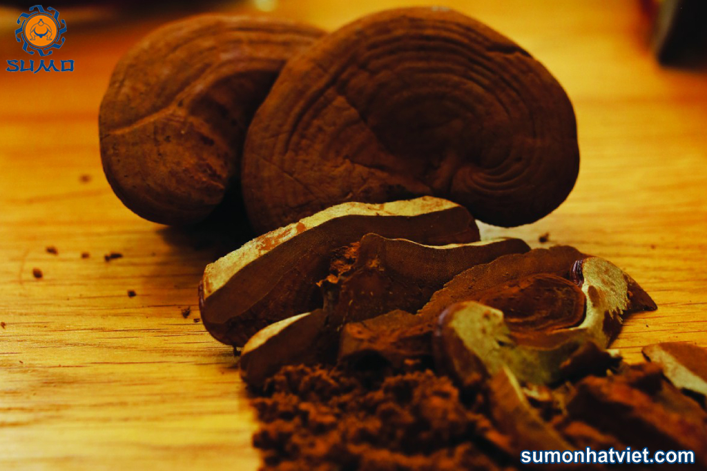 Chế biến bào tử nấm linh chi