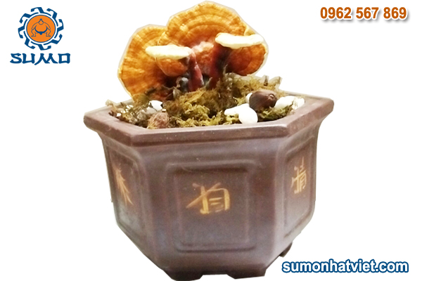 Bonsai thảo mộc thơm