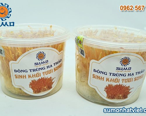 Đông trùng hạ thảo sinh khối tươi