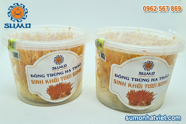 Combo 2 hộp Đông trùng hạ thảo sinh khối tươi