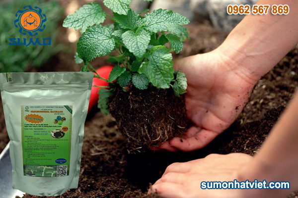 công dụng của trichoderma trong sản xuất nông nghiệp