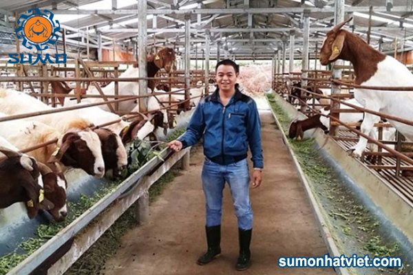 Men vi sinh khử mùi phân chuồng