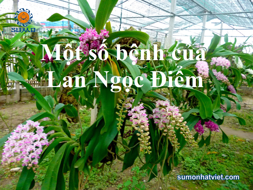 benh cua lnd5