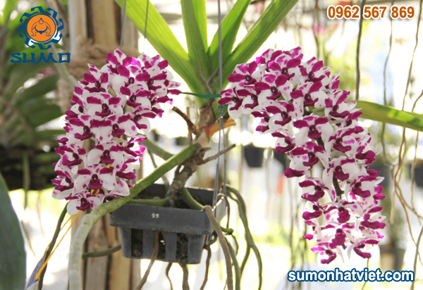 benh thoi nhun lan ngoc diem
