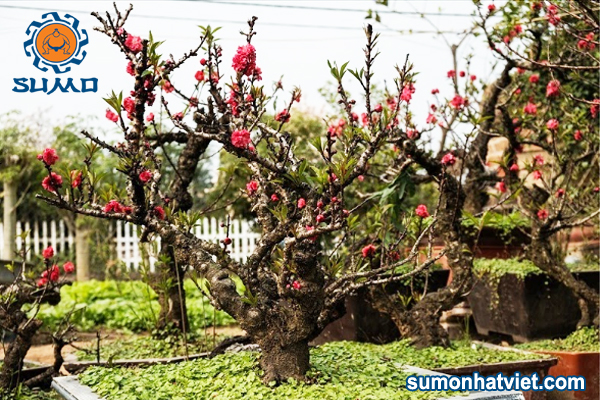cay dao that thon bonsai
