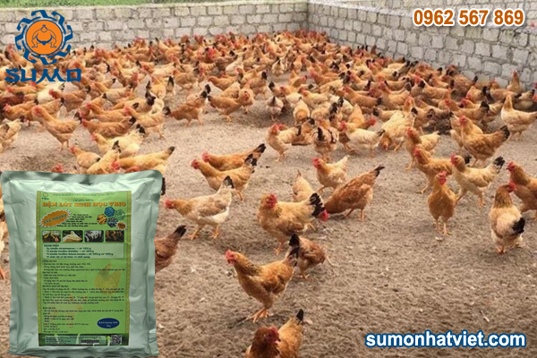 nuoi ga bang dem lot sinh hoc1